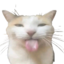 :blehh_cat: