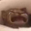 :cat_cry: