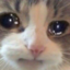:cat_cry_2: