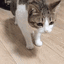 :cat_dead: