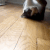 :cat_slide: