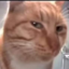 :cat_sus: