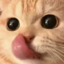 :catlust: