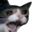 :catscream: