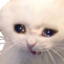 :crycat: