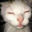 :goofy_ah_cat: