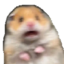 :scaredhampter: