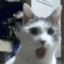 :shocked_cat: