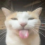 :silly_cat: