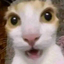 :surprised_cat: