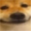 :doge_near: