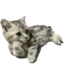 :catstare: