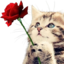 :giverose: