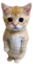 :kitty: