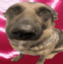:whiningdogmemehmmhmhmmm: