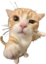 :youuu_kitten: